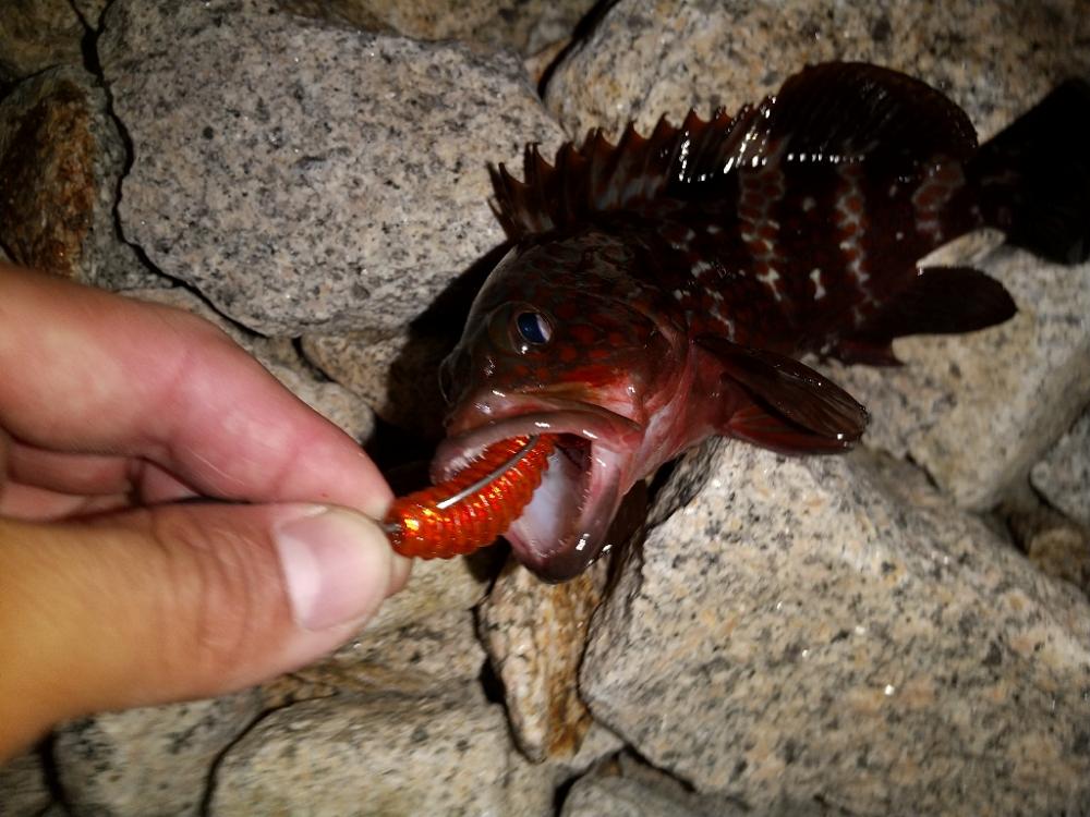 新竿デビュー戦