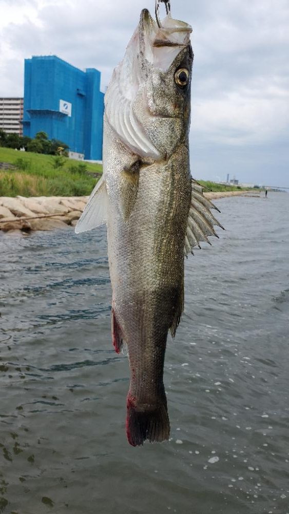 シーバス久しぶり