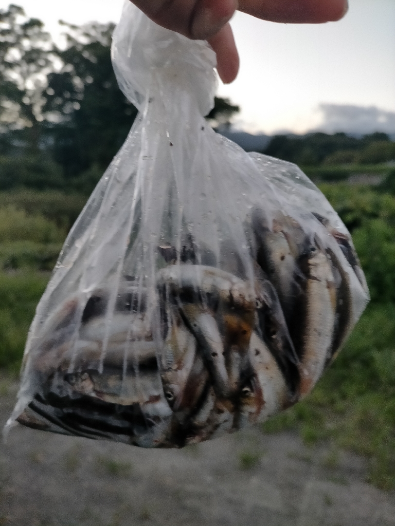 帰る途中に小鮎釣り