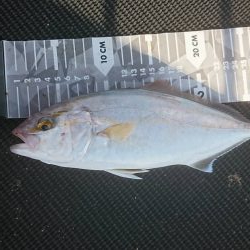 腰痛通院後の釣行で狙いのシオ２本♪