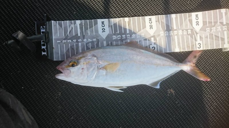 腰痛通院後の釣行で狙いのシオ２本♪