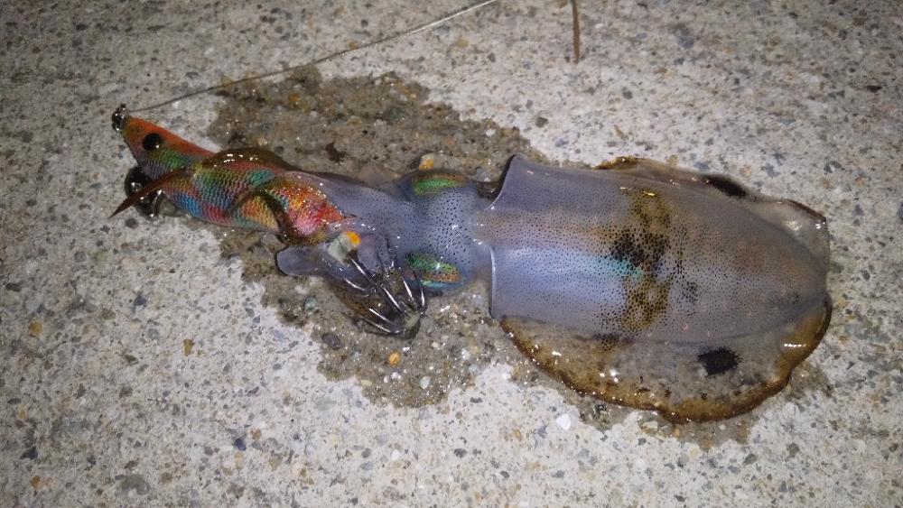 アオリイカの新子調査