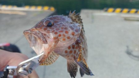 バーベキューついでに朝マズメ釣行