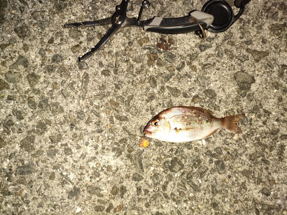 ちょい遠出の撃沈