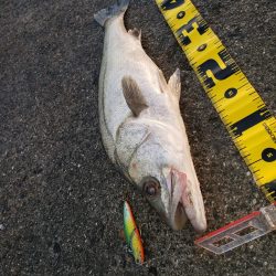 こんちはスズキさん!