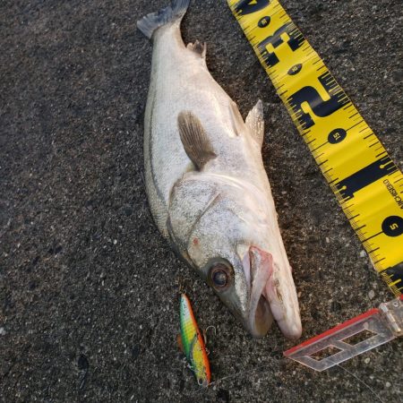 こんちはスズキさん!