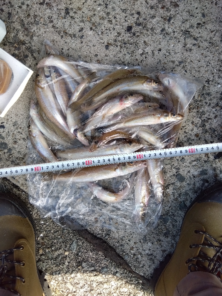 苅屋海岸のキス釣り