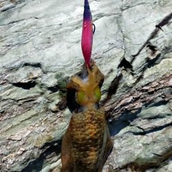 残暑之エギング