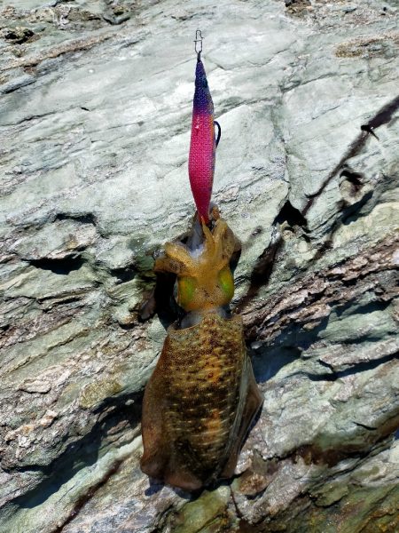 残暑之エギング