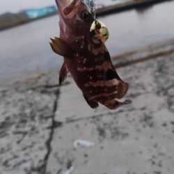 生月島でマイクロジギング等