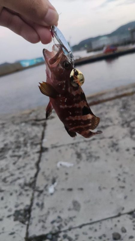 生月島でマイクロジギング等