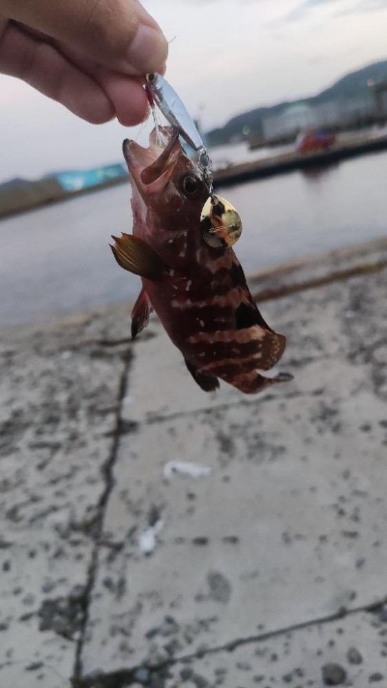 生月島でマイクロジギング等