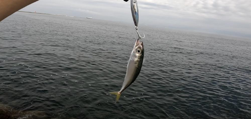さば・サバ・鯖