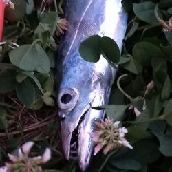 新小の太刀の季節