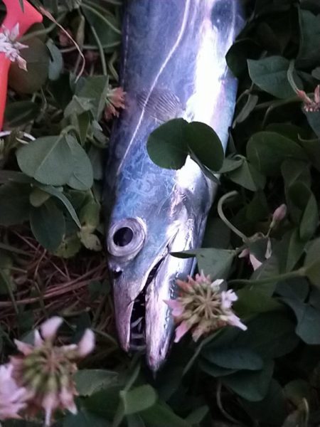 新小の太刀の季節