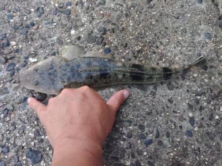 久しぶりにマゴチ