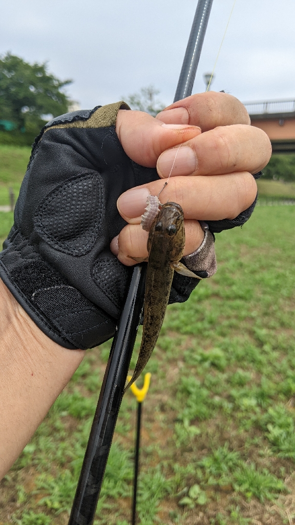 旧中川ハゼ 変化