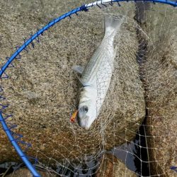 ハードルアーでボラｗ