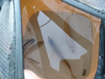 おNewのリールで♪