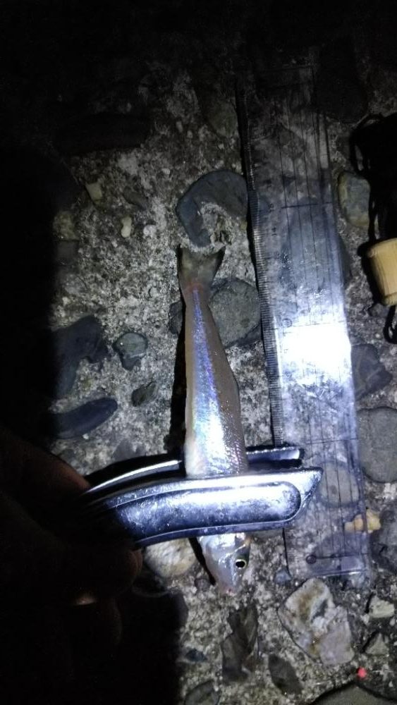 チョイ投げキス釣りぼちぼち釣れました