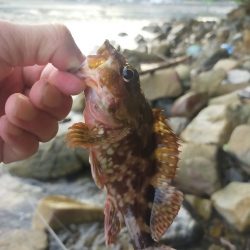 ガシラを求めてランガン