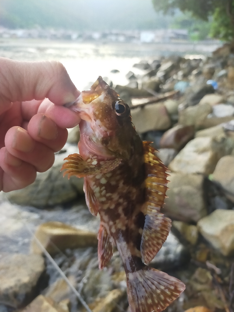 ガシラを求めてランガン