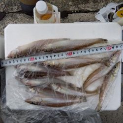 苅屋海岸のキス釣り