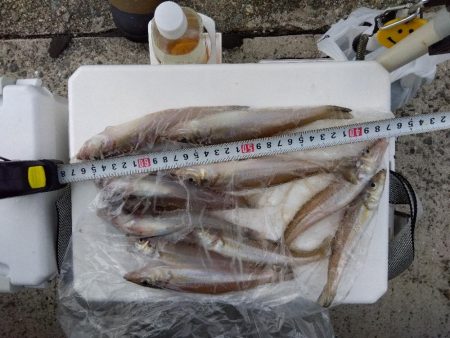 苅屋海岸のキス釣り