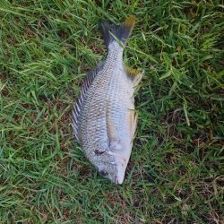 またまたチヌのみm(__)m