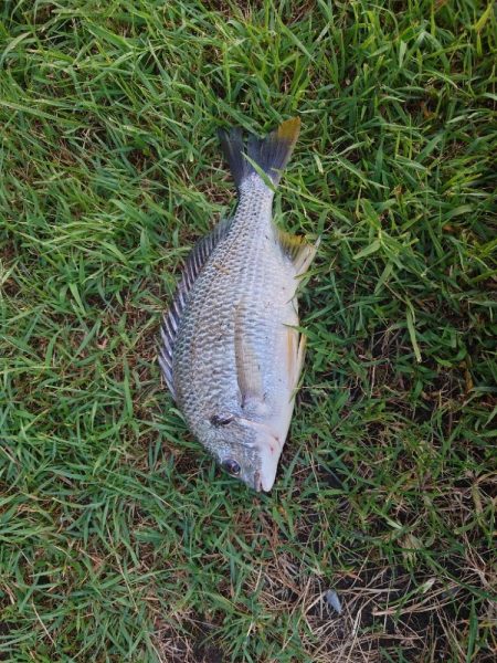 またまたチヌのみm(__)m