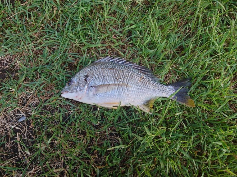 またまたチヌのみm(__)m