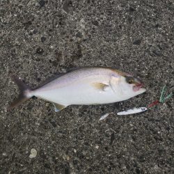 今朝はエソじゃない！