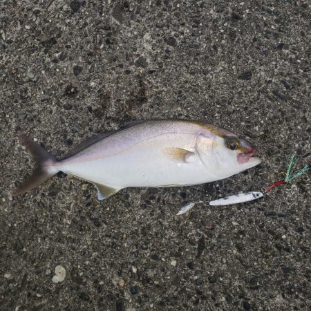 今朝はエソじゃない！