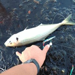 まだ大アジ釣れます♪