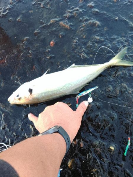 まだ大アジ釣れます♪