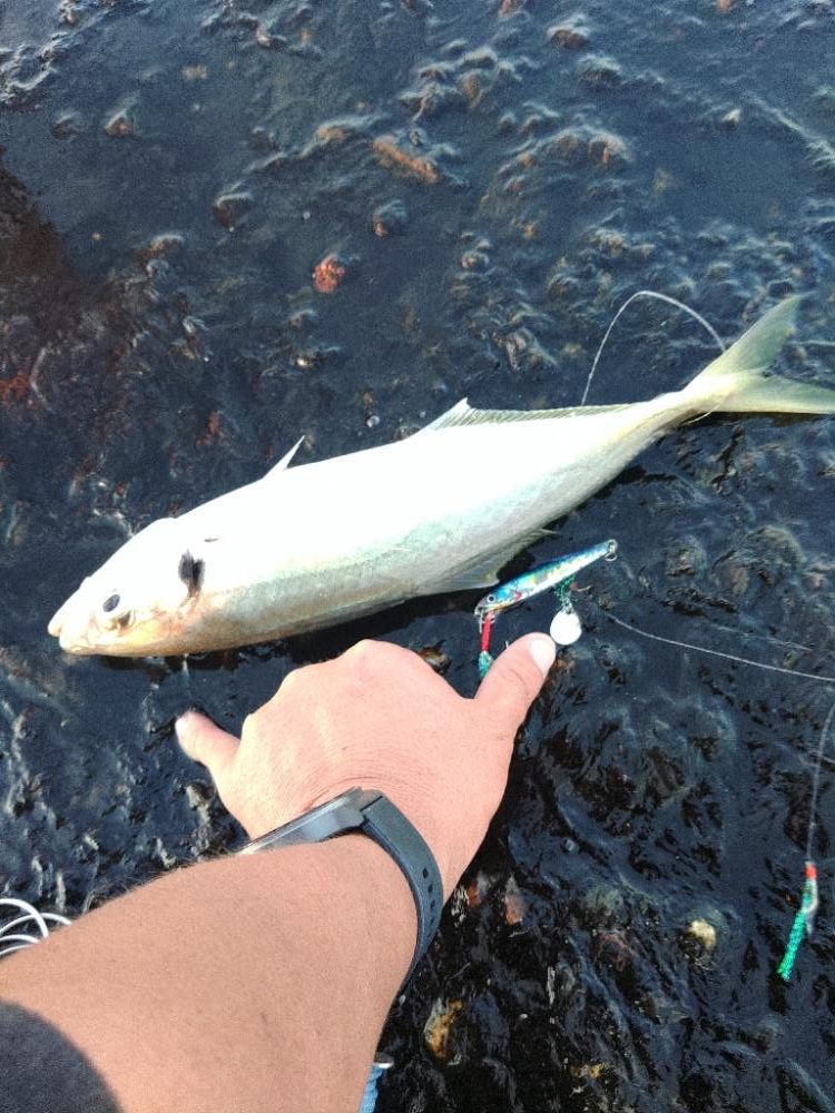 まだ大アジ釣れます♪