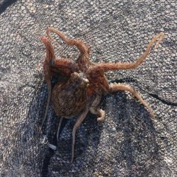 食品コンビナート・タコ