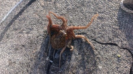 食品コンビナート・タコ