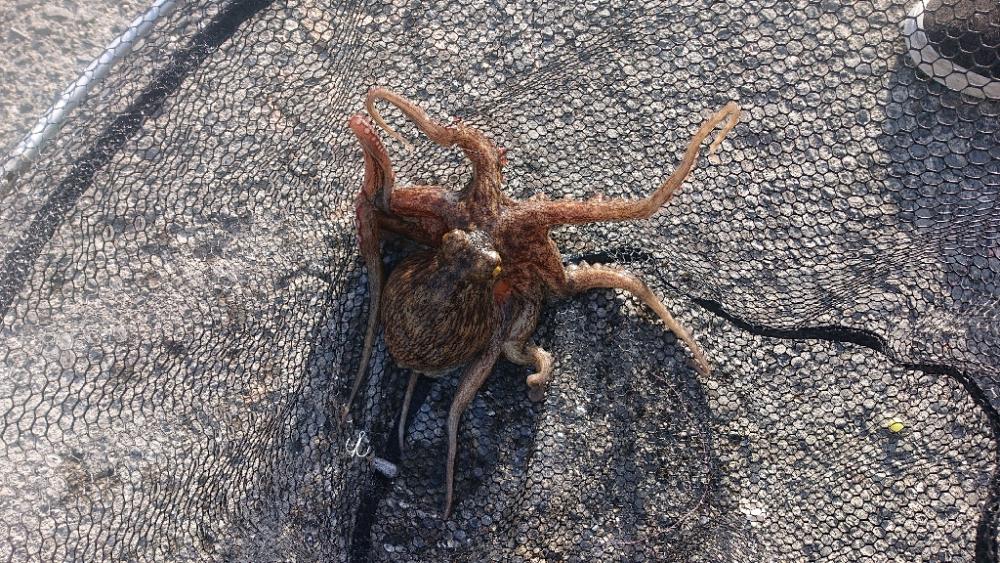 食品コンビナート・タコ