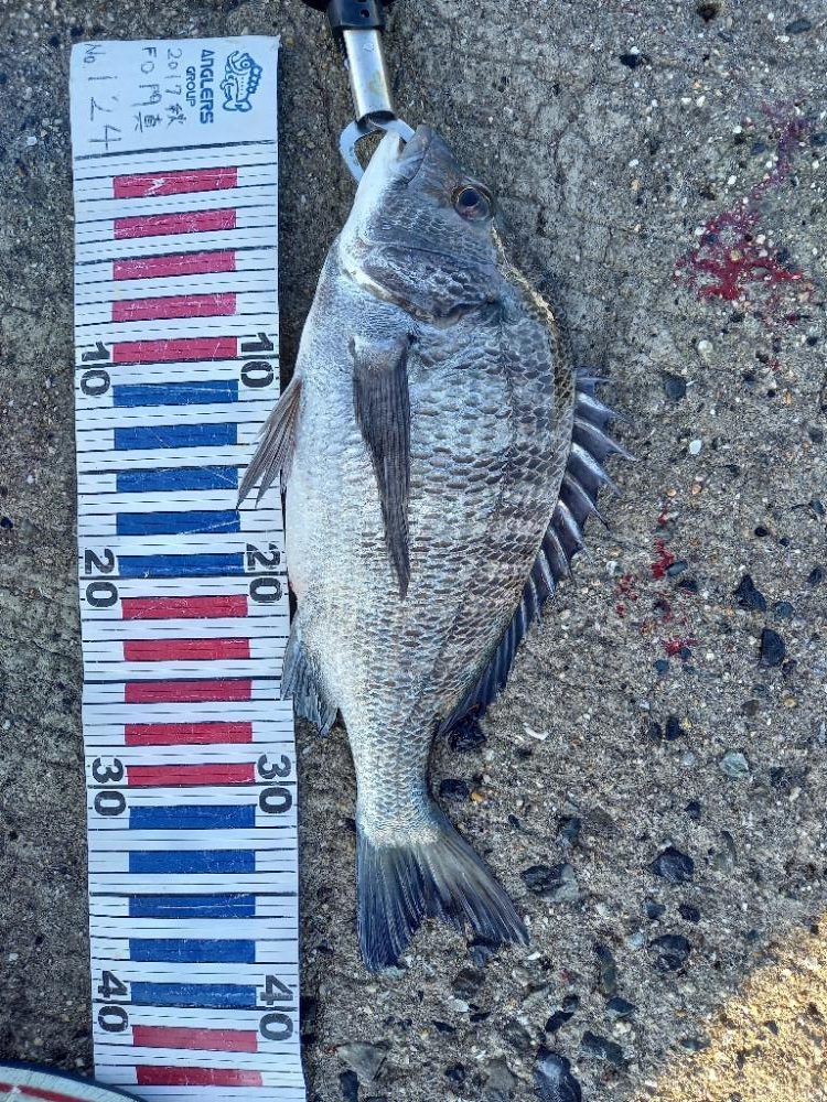 小豆島で鯛釣り