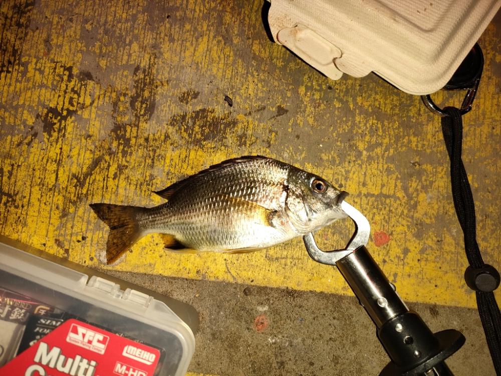 大潮での初魚種