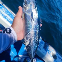 湘南でウィリー五目