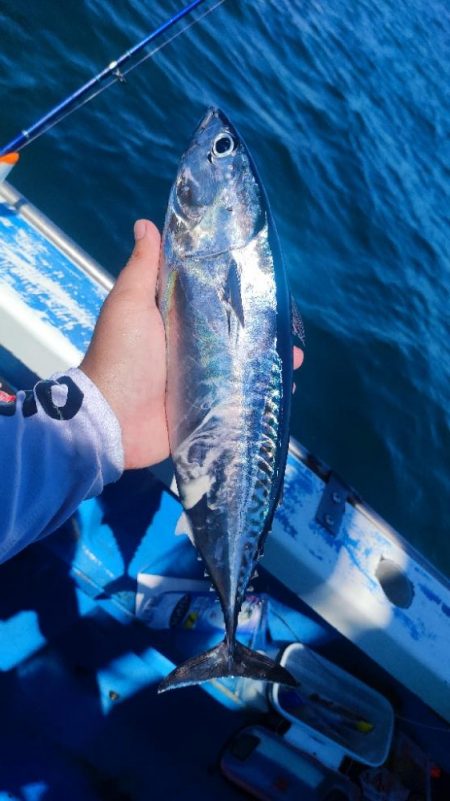 湘南でウィリー五目