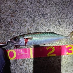 大サバとメバル