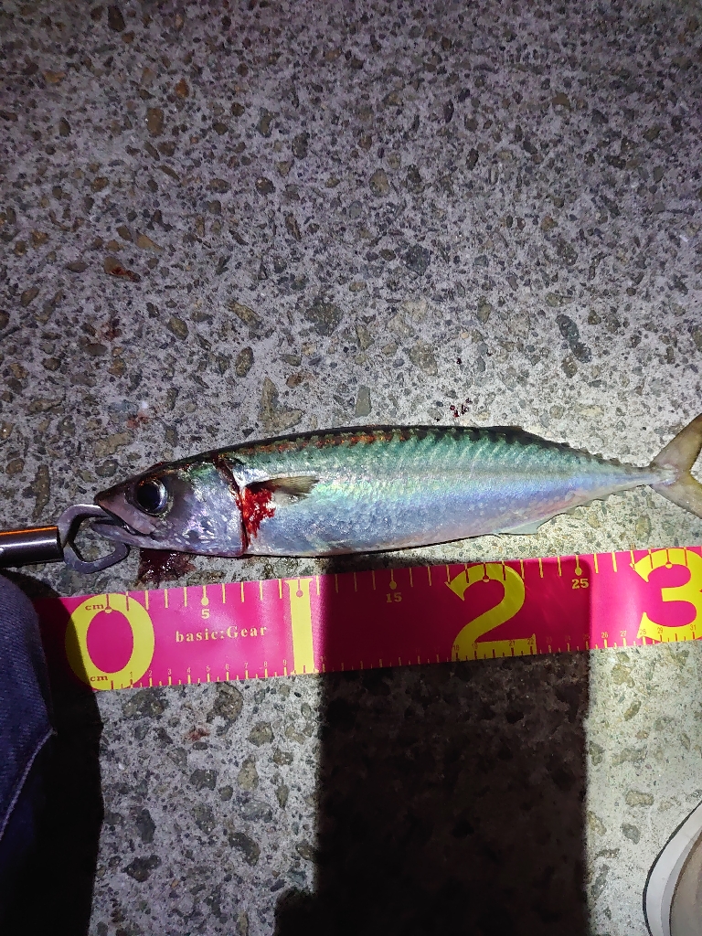 大サバとメバル