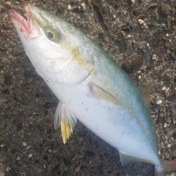 ご無沙汰だねツバス君！