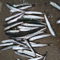 カタクチイワシ祭り