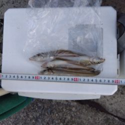 苅屋海岸のキス釣り