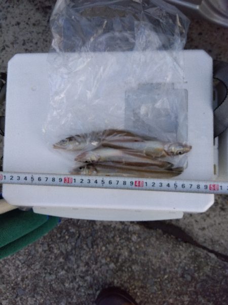 苅屋海岸のキス釣り