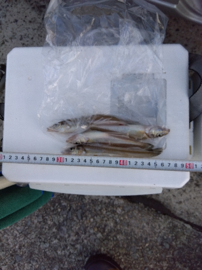 苅屋海岸のキス釣り